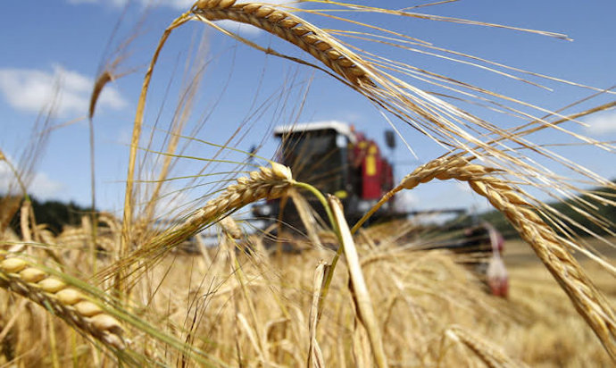 Експорт цьогорічного зерна може принести Україні 6 мільярдів доларів
