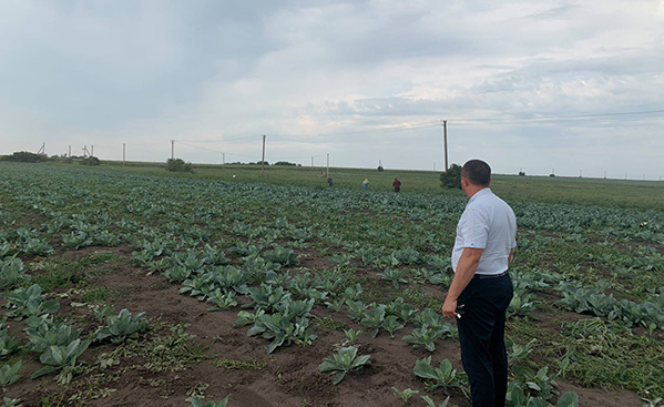 На Теребовлянщині у полі виявили 28 неоформлених працівників, які збирали капусту