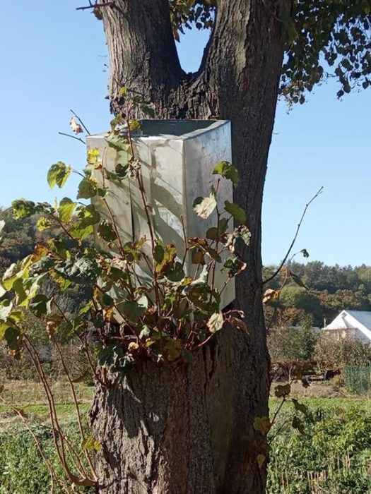 Смітник на дереві: вандалізм вчинили невідомі на Алеї Героїв у Бучачі (ФОТО)
