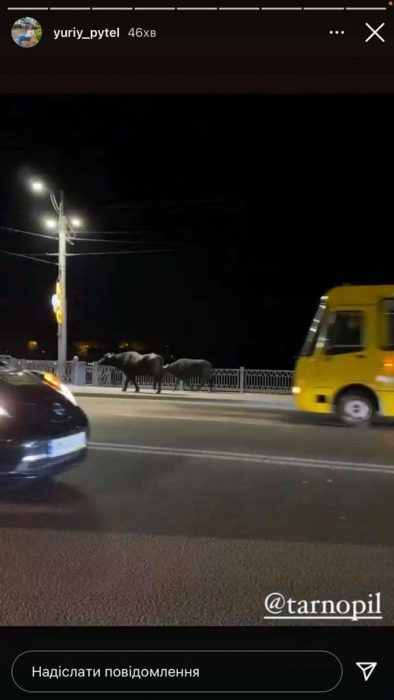 “Знайомство з ними може закінчитись трагічно”: вулицями Тернополя розгулювали величезні буйволи (ФОТО, ВІДЕО)