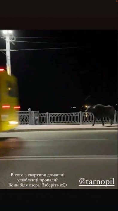 “Знайомство з ними може закінчитись трагічно”: вулицями Тернополя розгулювали величезні буйволи (ФОТО, ВІДЕО)