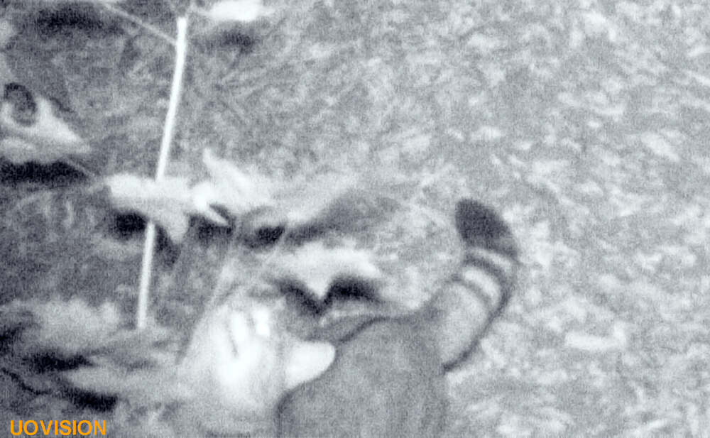 У заповіднику на Тернопільщині сфотографували рідкісного звіра (ФОТОФАКТ)